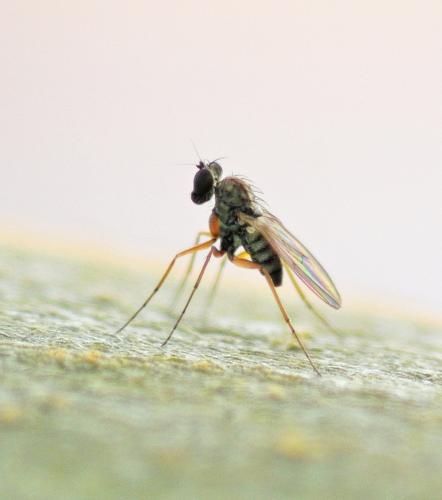 Medetera sp.